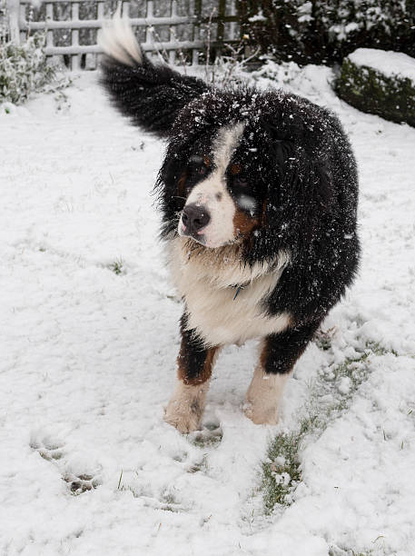 young boyero de berna - dog snow bernese mountain dog paw fotografías e imágenes de stock