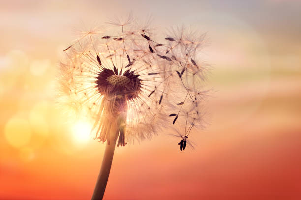 Dandelion silhouette against sunset Dandelion silhouette against sunset with seeds blowing in the wind sun exposure stock pictures, royalty-free photos & images