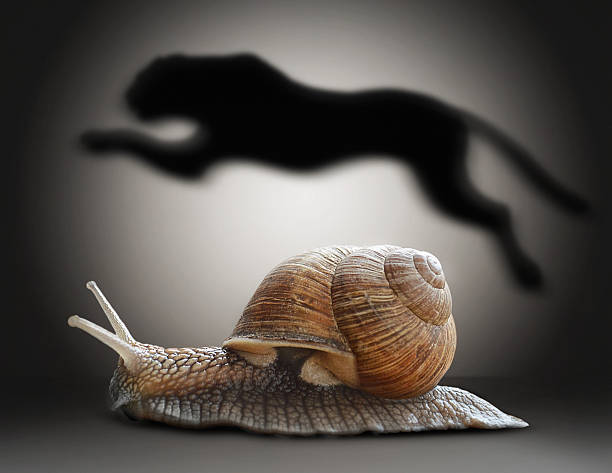 The silhouette of a snail raising its head against the blue sky. Black, mystical, abstract image of a snail
