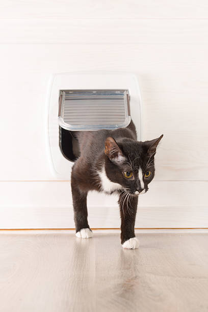 istock Cat passing through the cat door 537717307