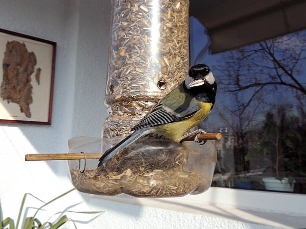 istock Tit On A Homemade Feeder 537717337