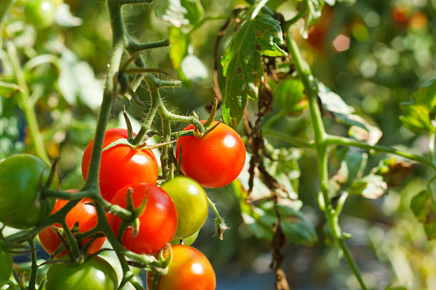 istock Many bunches with ripe red and unripe green tomatoes 537717559