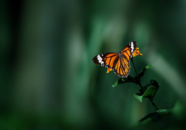 danaus genutia de flor selvagem com fundo verde escuro - metamorphism imagens e fotografias de stock