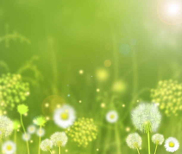 Beautiful spring summer day with sun light and field flowers and plants.