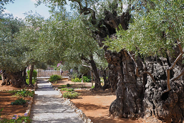 istock The path in  Garden of Gethsemane 537718425