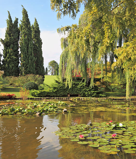 istock The pond surrounded by green shrubs 537718429