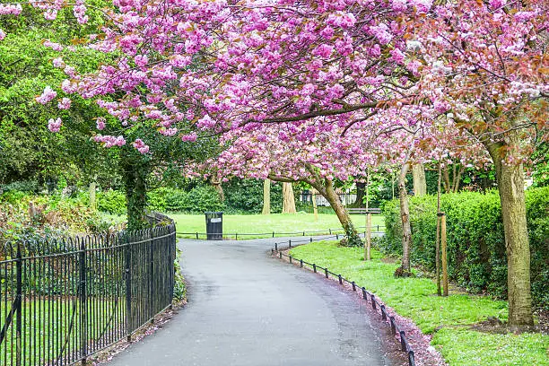 Photo of Saint Stephen's Green park, Dublin