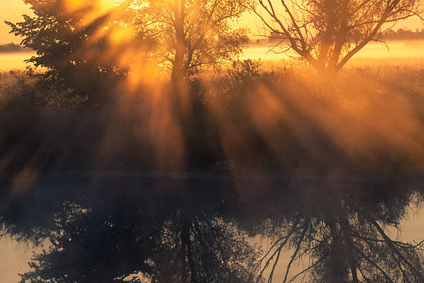 istock Beams of morning sun filtering through the tree 537718569