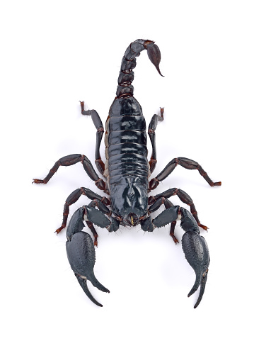 Scorpion on white background