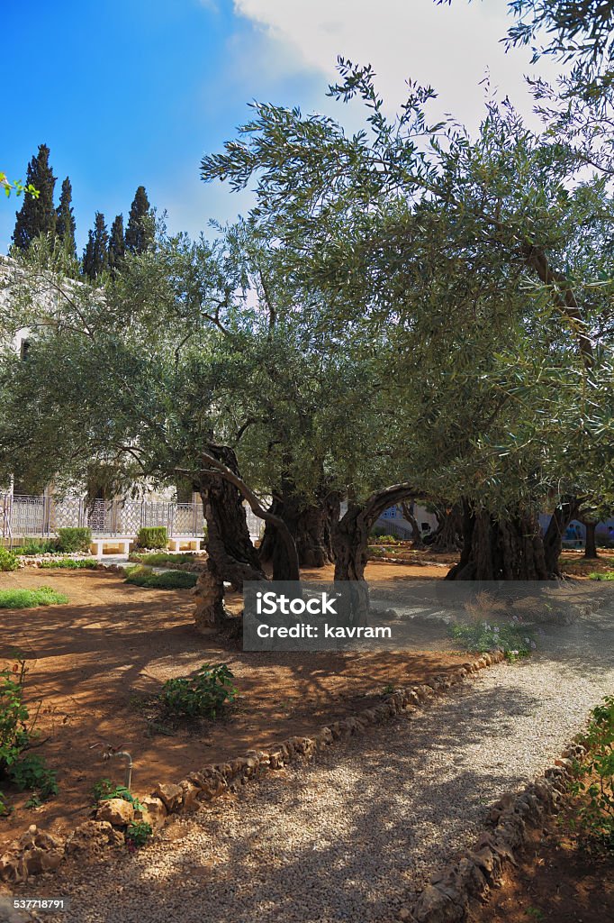 The path in  Garden of Gethsemane The path between the old olive trees in the Garden of Gethsemane. Location prayer of Jesus before his arrest in JerusalemLocation prayer of Jesus before his arrest in ancient Jerusalem. The path between the old olive trees in the Garden of Gethsemane 2015 Stock Photo
