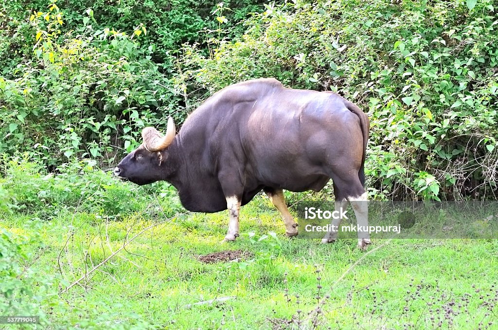 Gaur Or Indian Bison Stock Photo - Download Image Now - 2015, Animal  Wildlife, Asia - iStock