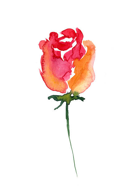 istock Watercolor painting of a rose 537719104