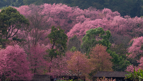 Beautiful Cherry Trees at Khun Chang Kien, Chiang Mai, Thailand.