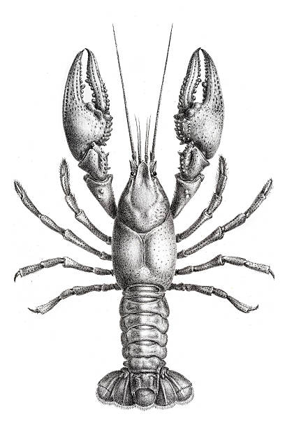 illustrations, cliparts, dessins animés et icônes de gravure de 1870 homard d'eau douce - monogravure