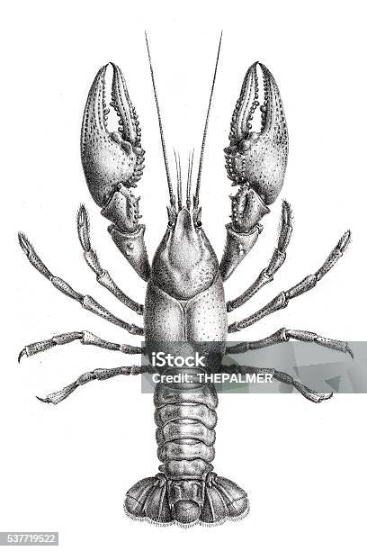 Freshwater Lobster Engraving 1870 Stock Illustration - Download Image Now - Lobster - Animal, Engraved Image, Engraving