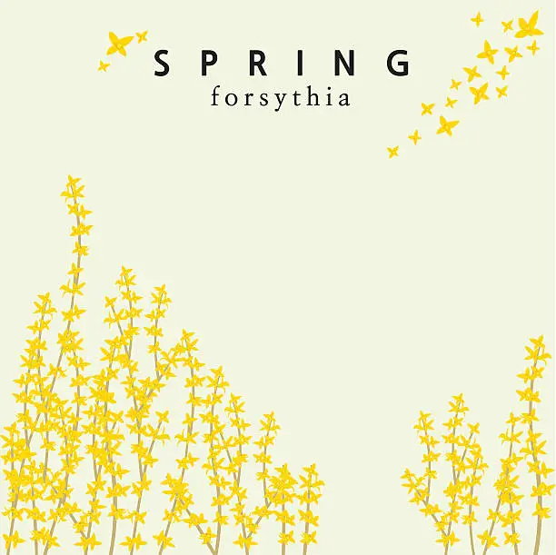 Vector illustration of Spring forsythia template