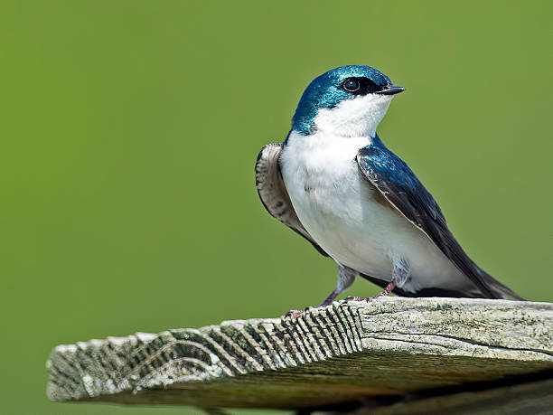 istock Male Tree Swallow on Nest Box 537719674