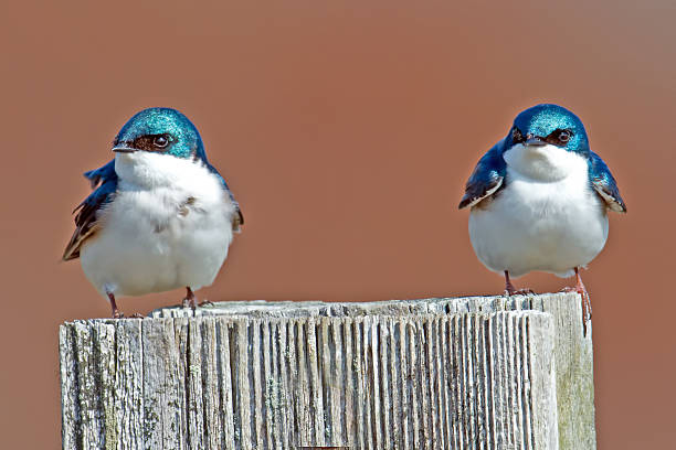istock Pair of Male Tree Swallows on Nest Box 537720012