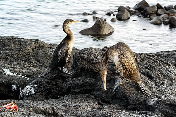 corvos-marinhos que não voa as ilhas galápagos - fernandina beach - fotografias e filmes do acervo