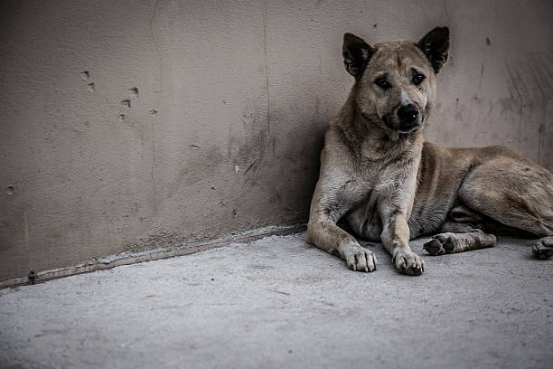 Stray Dog in Thailand