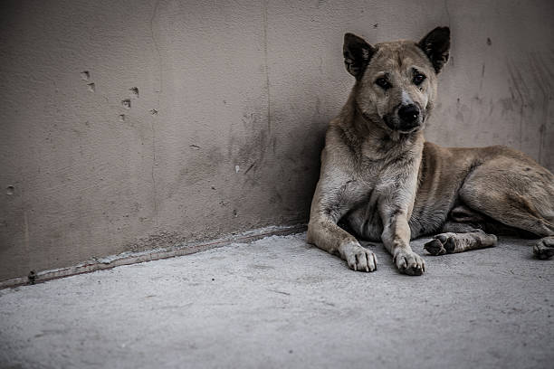 Stray Dog in Thailand Stray dogs are a serious problem in Thailand. It is estimated that there are over 120,000 in Bangkok alone. animal welfare photos stock pictures, royalty-free photos & images