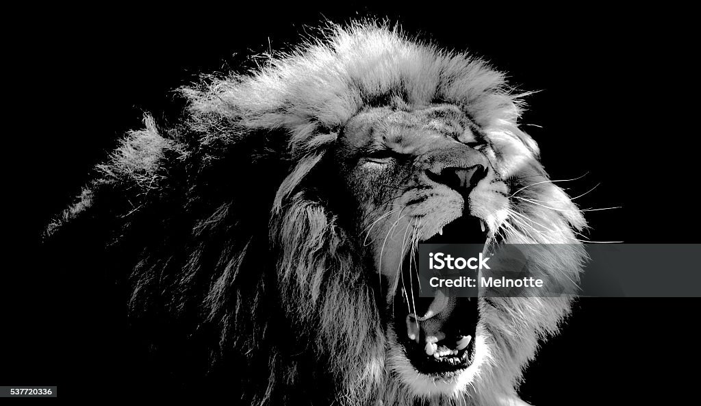 Roaring Lion A lion roars in black and white Lion - Feline Stock Photo