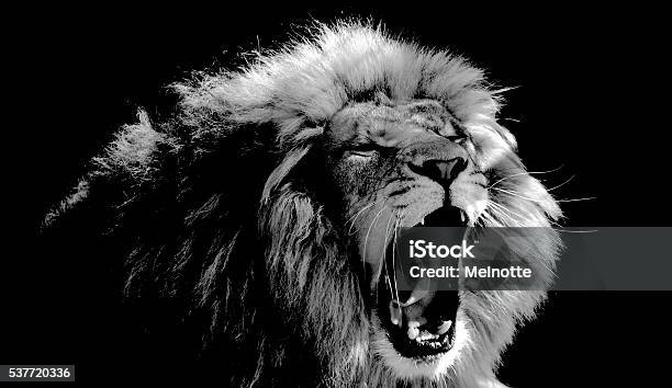 Roaring Lion Stock Photo - Download Image Now - Lion - Feline, Roaring, Black And White