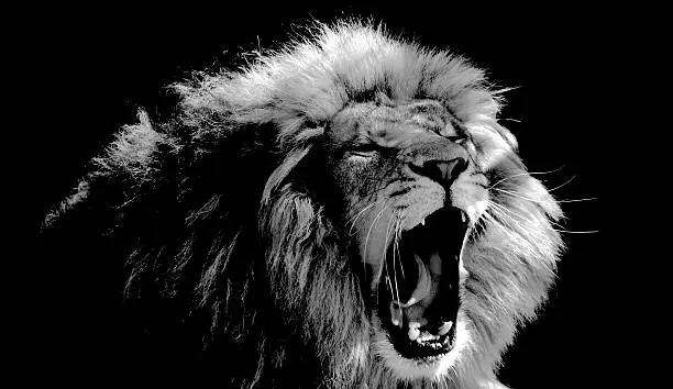 Photo of Roaring Lion