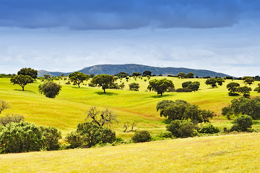 Beautiful rural landscape with cork trees and grassland in the Alentejo region of Portugal.