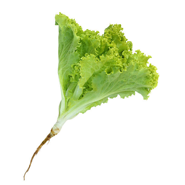 istock Lettuce nontoxic organic isolated on white background 537721100