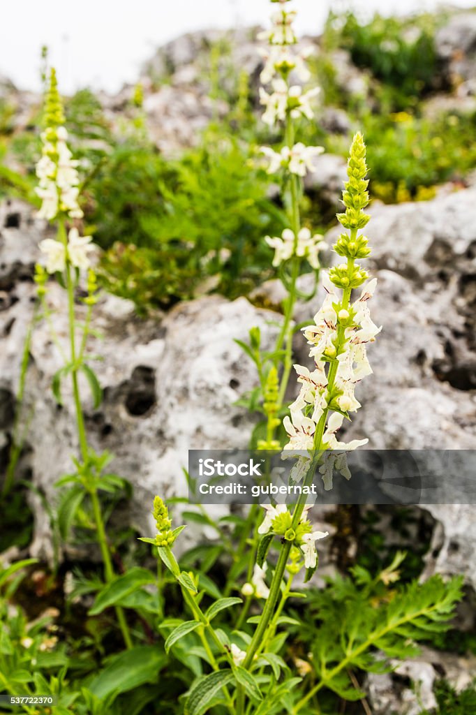 Plant Stachys recta L.. Plant - Stachys recta (stiff hedgenettle, perennial yellow-woundwort). Accidents and Disasters Stock Photo