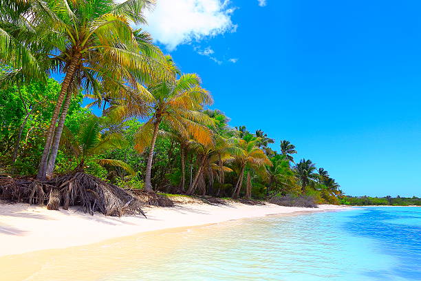 istock Tropical paradise: turquoise caribbean beach dreamscape, White sand, palm trees 537722790