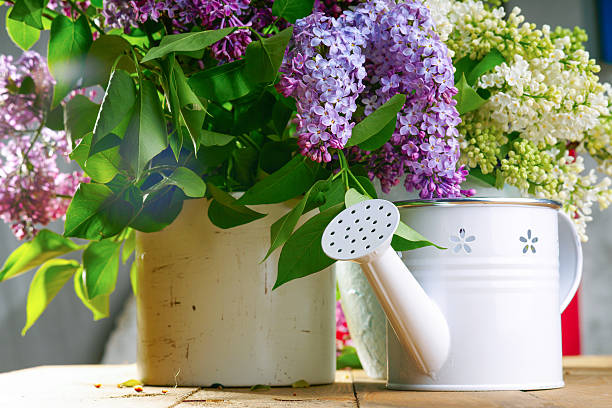 istock Purple and white lilac bunch with watering can 537723338