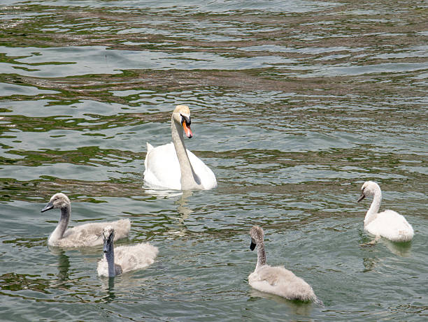 istock Cute swan family 537723376