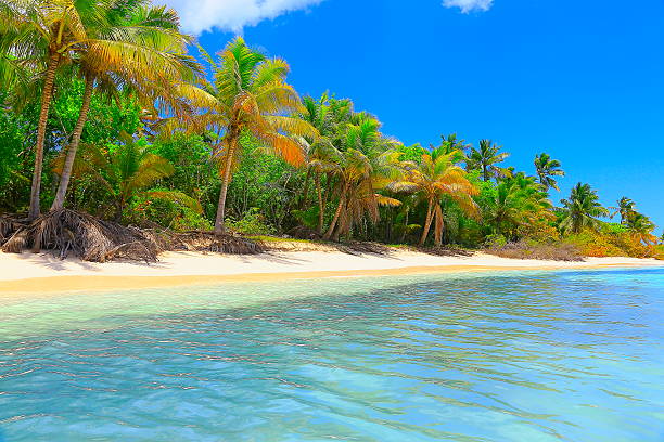 istock Tropical paradise: turquoise caribbean beach dreamscape, White sand, palm trees 537723598