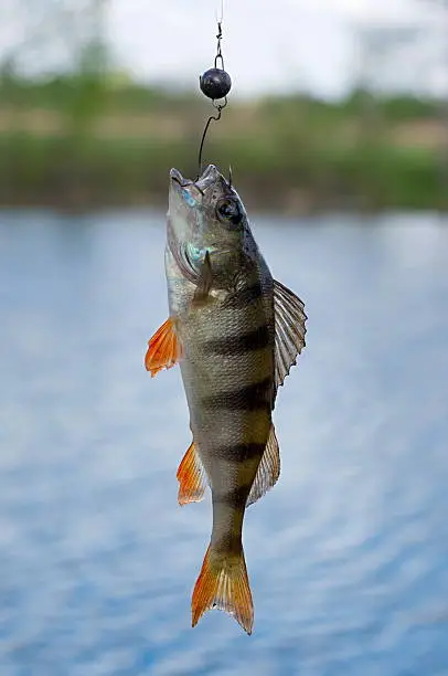 perch fished on jigs in the river