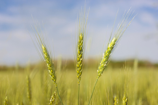 Golden ears spikes of wheat cereal in summer ripe to be harvested