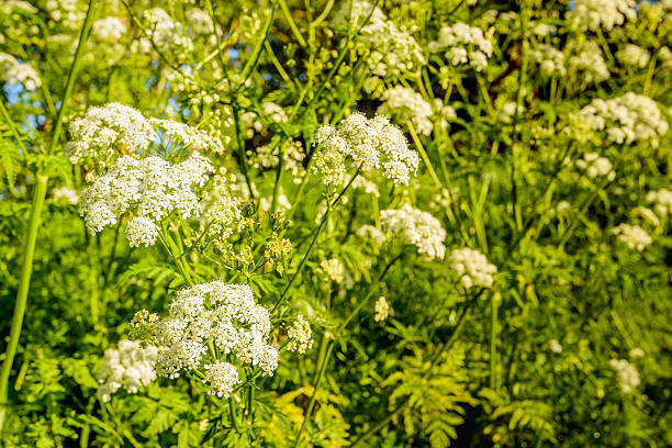 White blossoming cow parsley from close