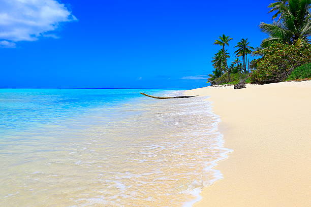 istock Tropical paradise: turquoise caribbean beach dreamscape, White sand, palm trees 537724558