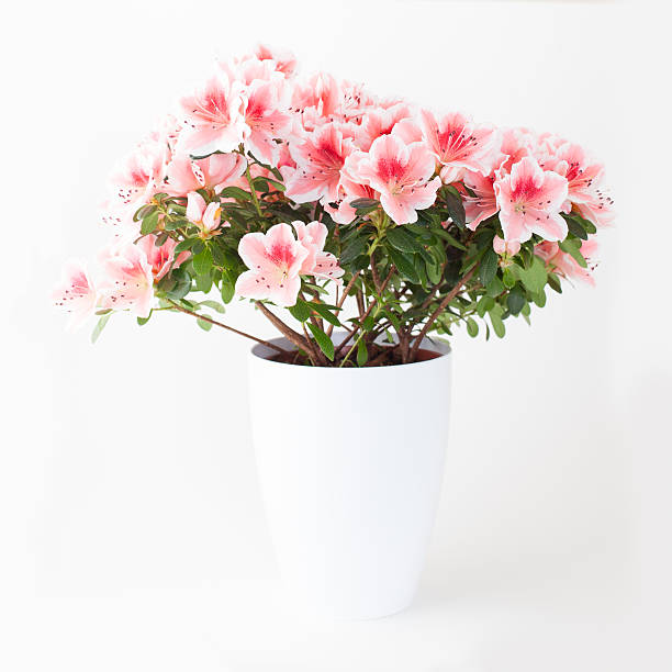 istock Pink and white azalea flower plant 537726278