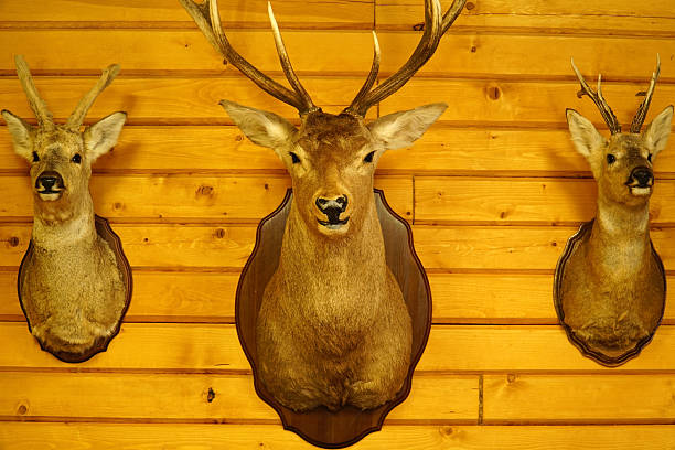 istock hunter's trophies hanging on the wall 537726810