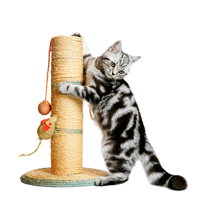 A DSLR photo of a pretty kitten (british shorthair) playing with a scratching post. Isolated on a white background.