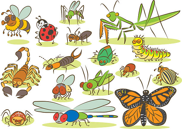 illustrations, cliparts, dessins animés et icônes de insectes animaux de dessin pour enfants - ladybug insect leaf beetle