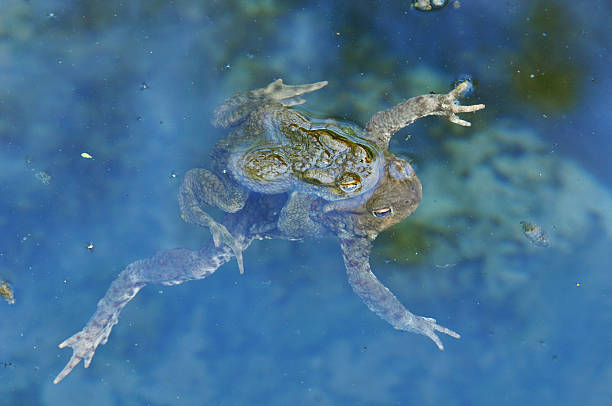 istock Toad male and female in reproduction period. 537727974