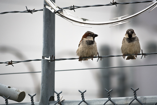 House Sparrows on a barbed wire fence in Portland, Oregon 