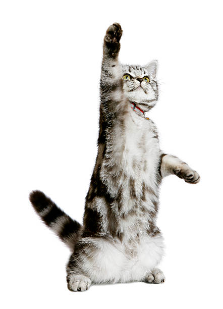 A DSLR photo of a pretty kitten (british shorthair) standing as a human with one paw up (as if showing something). Isolated on a white background.