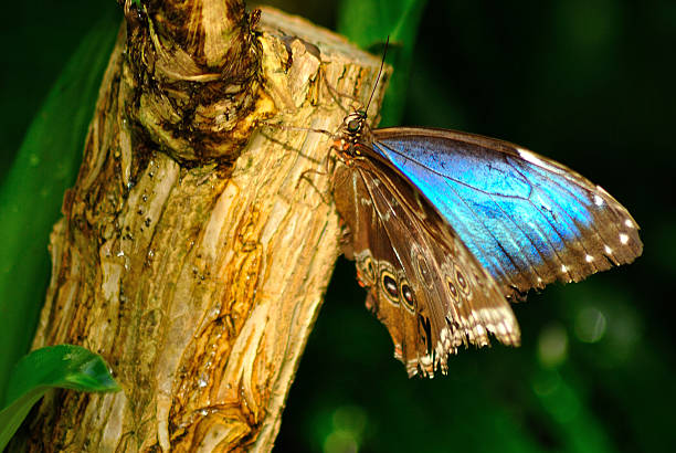 istock Old Blue morpho butterfly almost closed wings on the tree 537728308