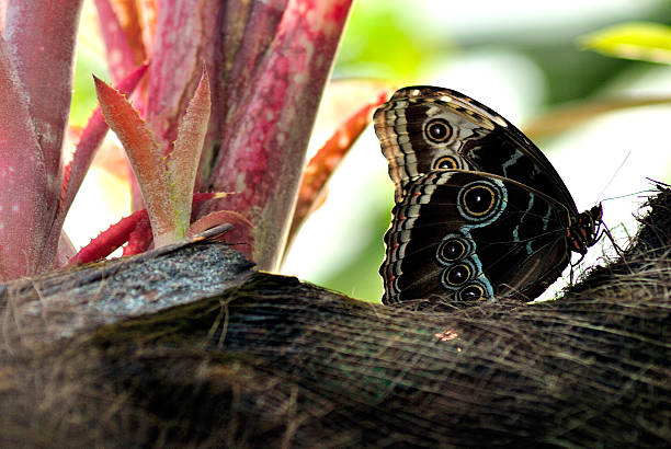 morpho bleu fermé les ailes sur l'arbre - blue silk morpho butterfly photos et images de collection
