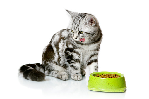 A DSLR photo of a pretty kitten (british shorthair) eating dry food. Isolated on a white background.