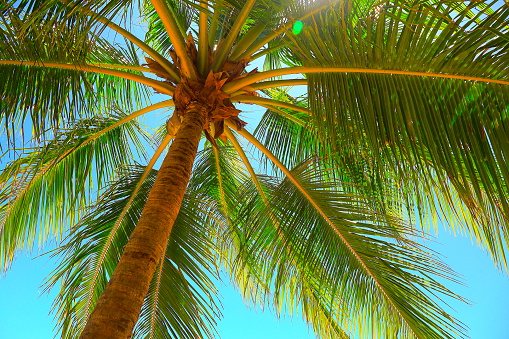 Coconut palm leaf against a background of blue sky and bright sun. Vertical photo.